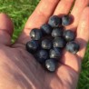 Price: €2.25 - Trnjina Seme (Prunus spinosa) - 