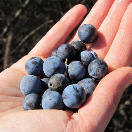Price: €2.25 - Semi di Prugnolo Selvatico (Prunus spinosa) -