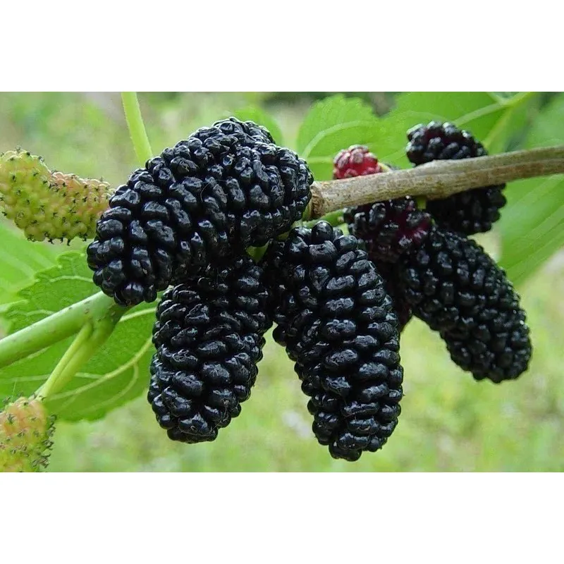 Sementes de Amora Preta Gigante (Morus nigra)