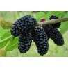 Sementes de Amora Preta Gigante (Morus nigra)