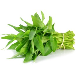 Water spinach seeds (Ipomoea aquatica) - 1.755