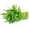 Price: €1.35 - Sallatsipomea frön (Ipomoea aquatica) - 