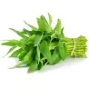 Water spinach seeds (Ipomoea aquatica)