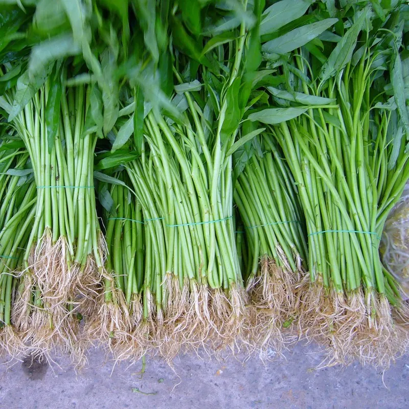 Water spinach seeds (Ipomoea aquatica)