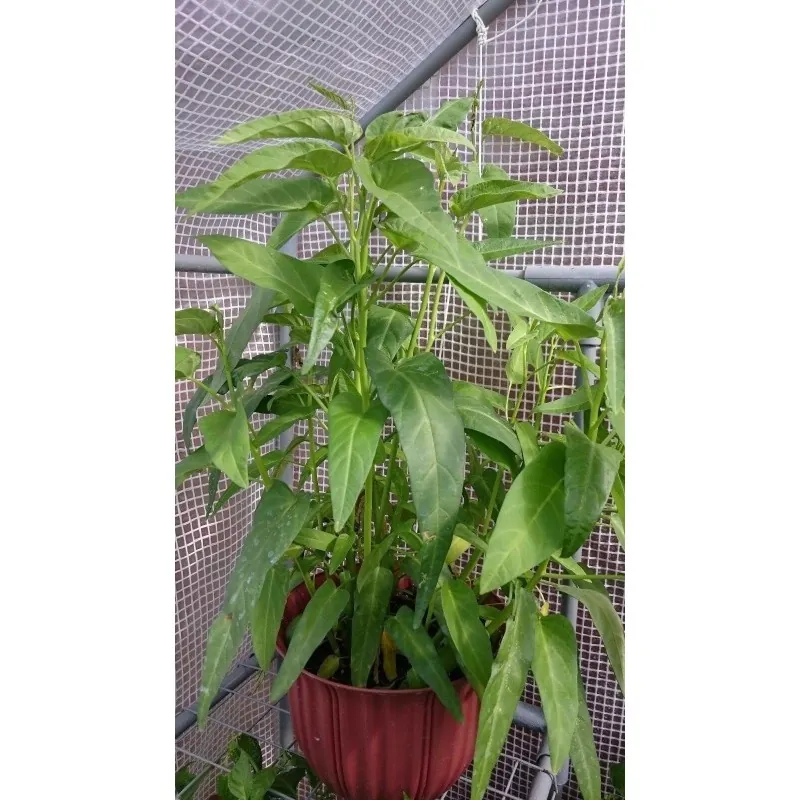 Water spinach seeds (Ipomoea aquatica)