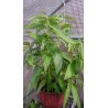 Price: €1.35 - Sallatsipomea frön (Ipomoea aquatica) - 