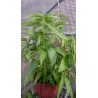 Water spinach seeds (Ipomoea aquatica)