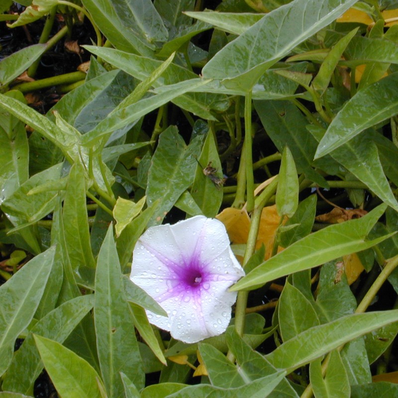 Price: €1.35 - Σπόροι σπανάκι νερού (Ipomoea aquatica) - 