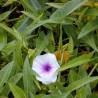 Price: €1.35 - Semințe de spanac de apă (Ipomoea aquatica) - 