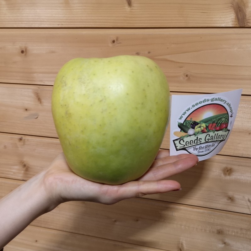 Price: €4.5 - Sementes de maçã gigante Mutsu - Seeds Gallery