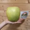 Nasiona jabłek Mutsu Giant
