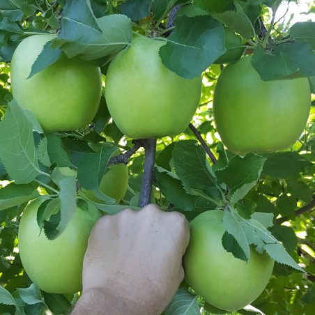 Price: €4.5 - Seme dzinovske jabuke Mucu - Seeds Gallery