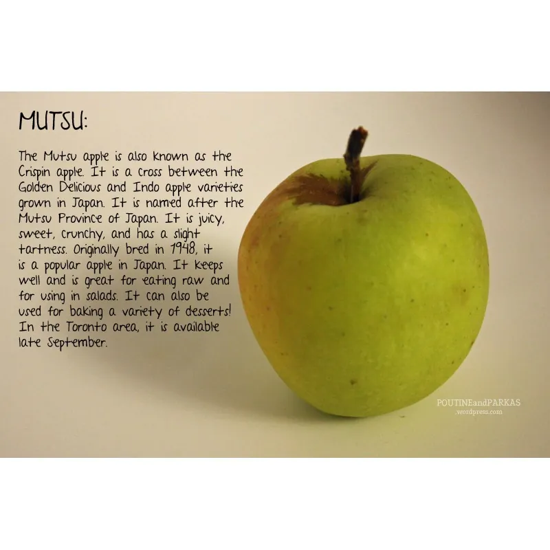 Sementes de maçã gigante Mutsu