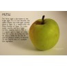 Price: €4.5 - Gigantische Mutsu-appelzaden - Seeds Gallery