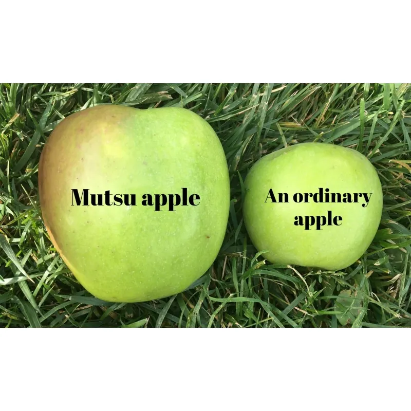 Sementes de maçã gigante Mutsu