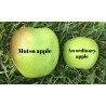 Price: €4.5 - Riesige Apfelsamen Mutsu - Seeds Gallery