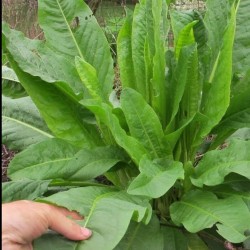 Zaden Spinaziezuring (Rumex...