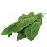Price: €2.45 - Semi Rumex patientia - 