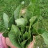 Price: €2.45 - Semi Rumex patientia - 