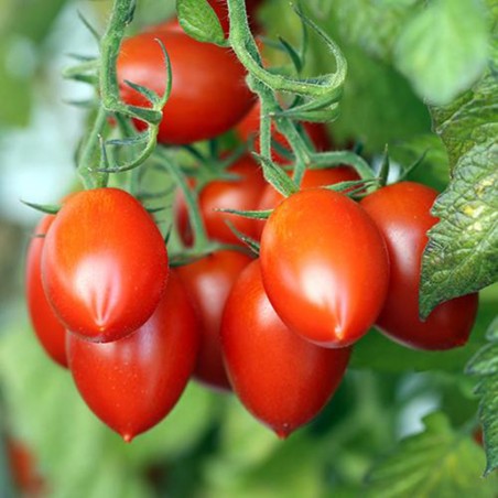 Price: €1.95 - Fiaschetto Tomato Seeds -