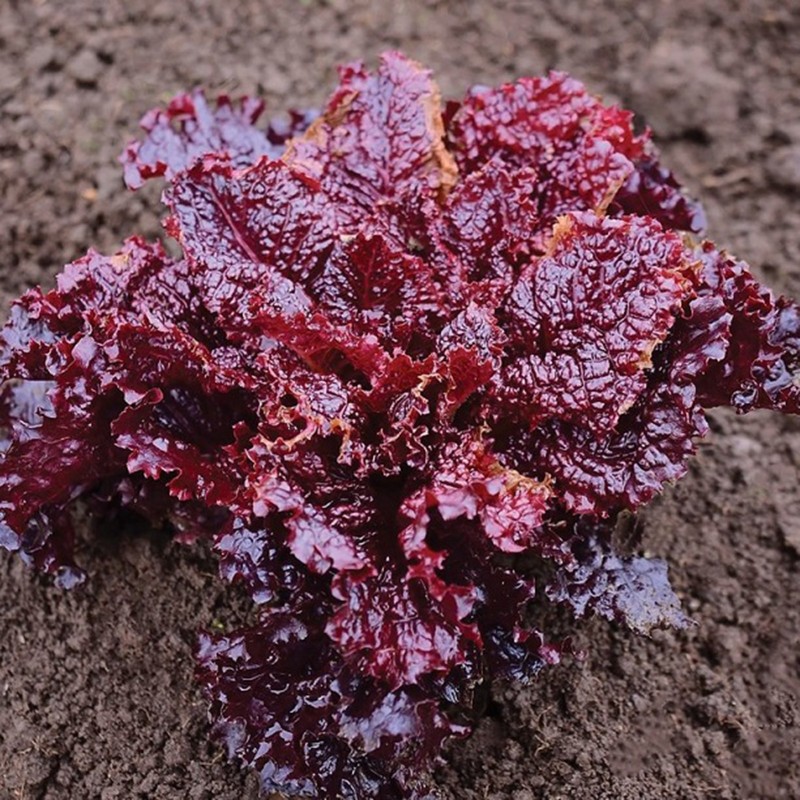 Price: €1.85 - Merlot Cazard salad seeds - 