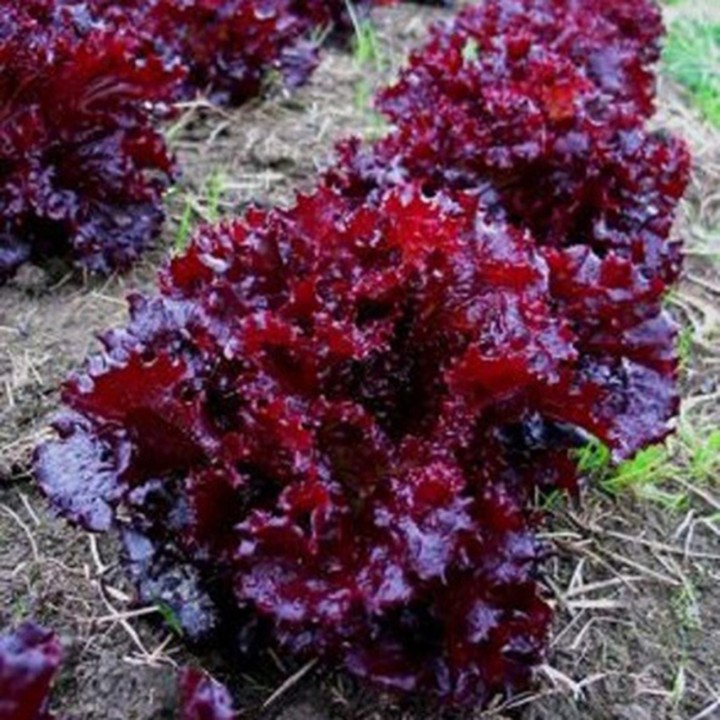 Nasiona sałaty Merlot Cazard - 1.665