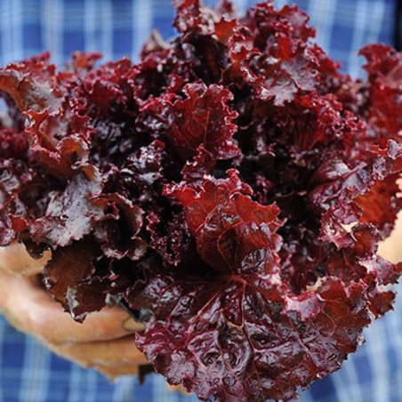 Price: €1.85 - Merlot Cazard salad seeds - 