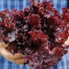 Price: €1.85 - Merlot Cazard salad seeds - 