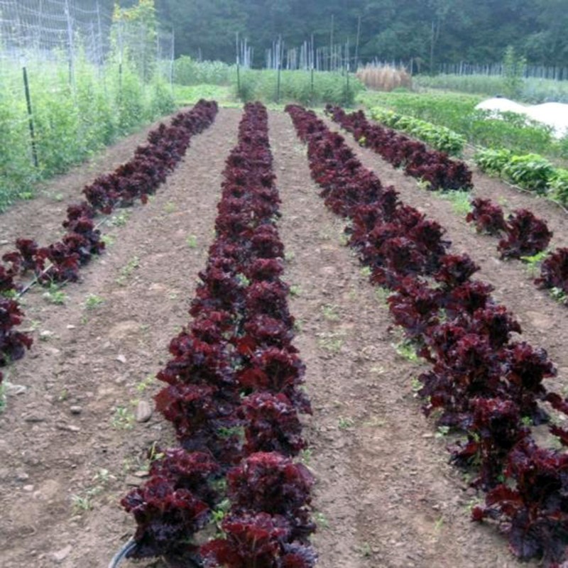 Price: €1.85 - Merlot Cazard salad seeds - 