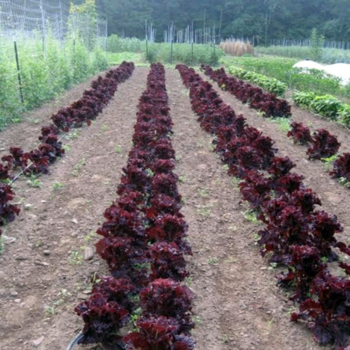 Nasiona sałaty Merlot Cazard - 1.665