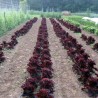 Price: €1.85 - Merlot Cazard salad seeds - 