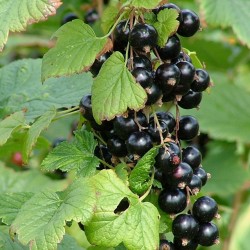 Schwarze Johannisbeere Samen (Ribes nigrum)