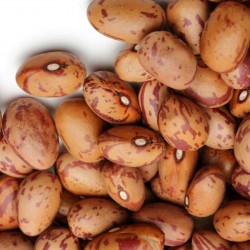 Semínka fazolí Inka