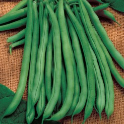 Price: €1.65 - بذور فول بابل - 