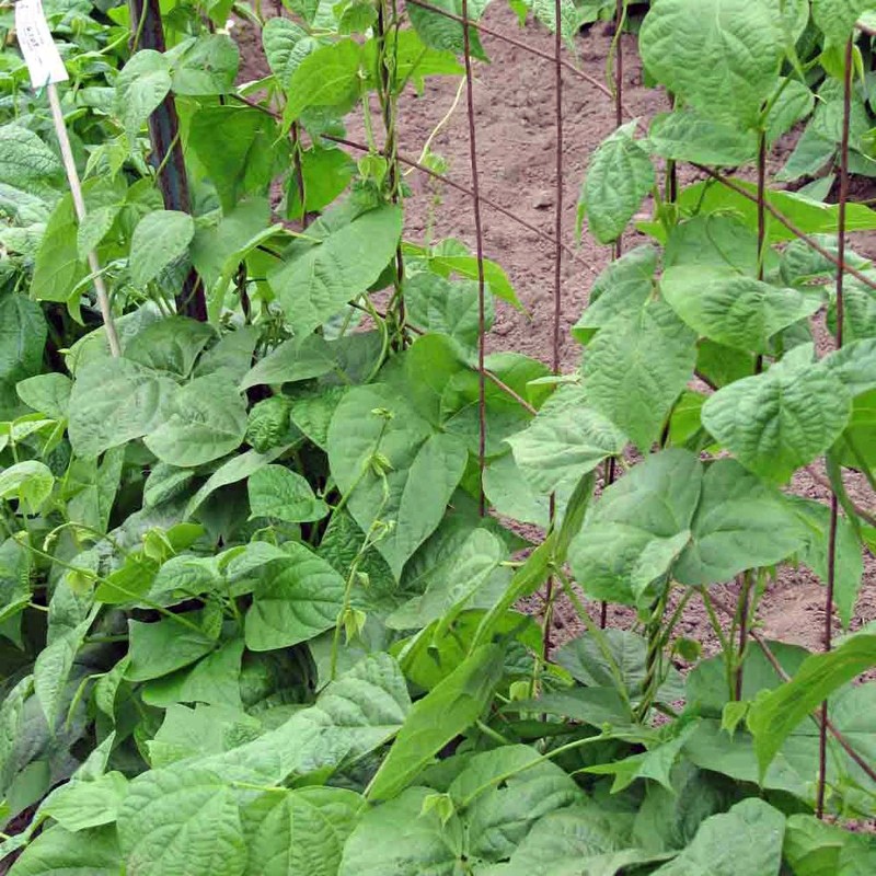 Semillas de Judía - frijol Babylon