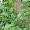 Price: €1.65 - Babiloni babmag - 