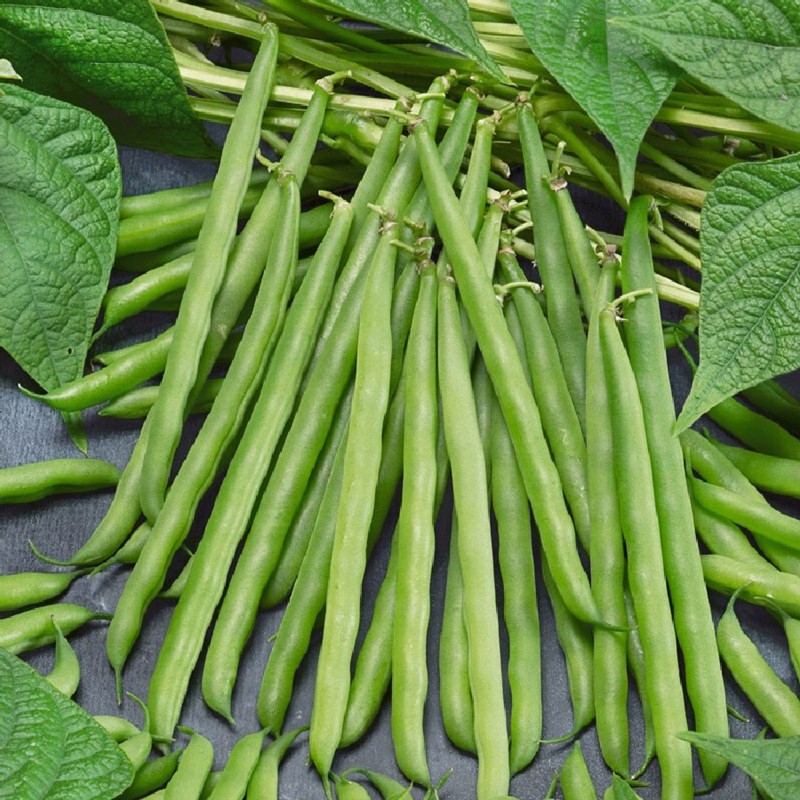 Price: €1.65 - Seme boranije Babilon - 