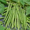 Price: €1.65 - Babylon bönafrön - 