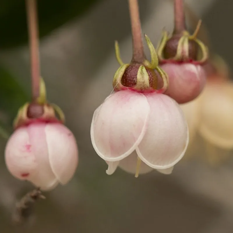 Σπόροι γκουάβα Χιλής (Ugni molinae)