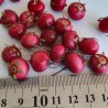Price: €3.5 - Semi di Mirtillo Del Cile, Myrtus ugni, Eugenia ugni (Ugni molinae) - 