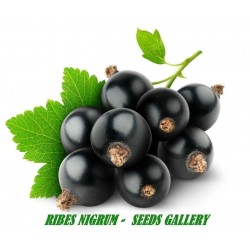 Semillas de Cassis, Grosellero negro (Ribes nigrum)