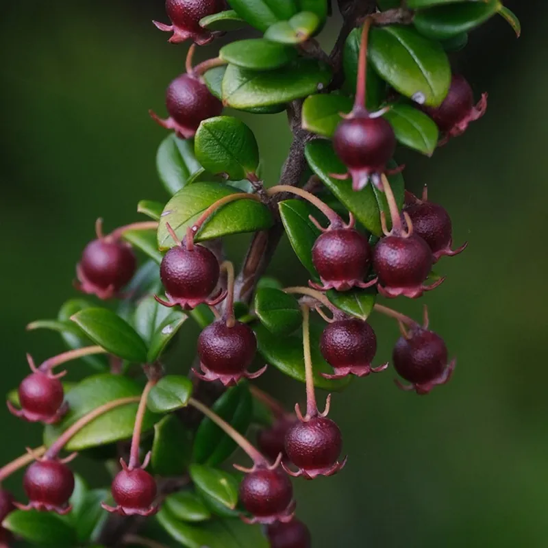 Chileense guave zaden (Ugni molinae)