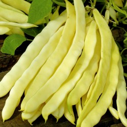 Price: €1.65 - Semillas de frijoles Odir - 
