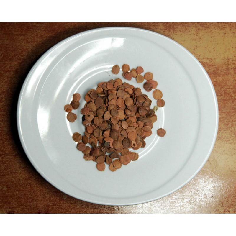Price: €2.45 - Semințe de tufă de afine americane (Viburnum trilobum) - 