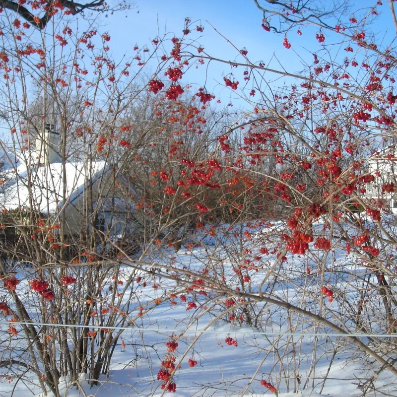 Semillas Arándano Norteamericano (Viburnum trilobum)