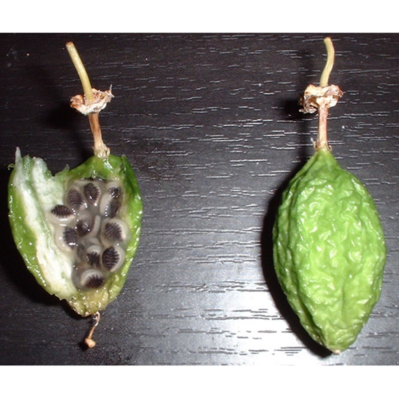 Price: €3 - Passionsblomsten Passiflora colinvauxii Fröer - Unbranded