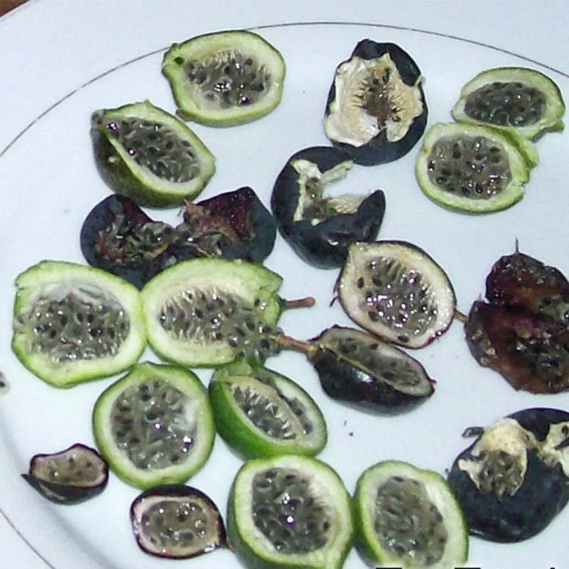 Σπόροι Λουλούδι Πάθος (Passiflora colinvauxii)