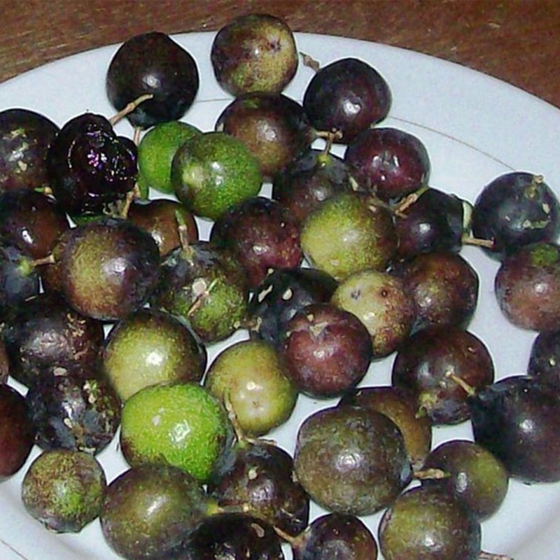 Hristov Venac Seme (Passiflora colinvauxii)