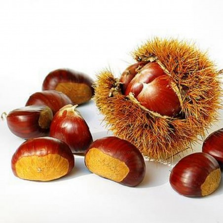 Price: €2.5 - Graines de Châtaignier (Castanea sativa) - 