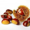 Price: €2.5 - Graines de Châtaignier (Castanea sativa) - 